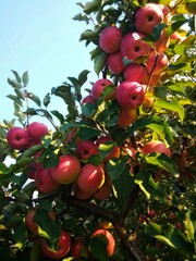 red apples on a branch