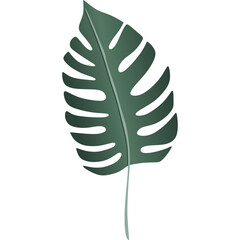 Tropical Leaves Illustration 