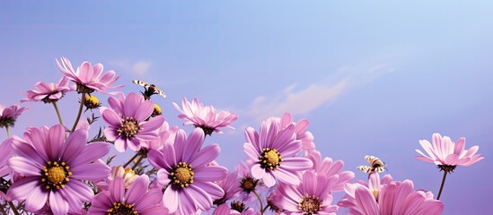 Focused bee among purple daisies.