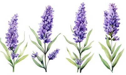 Blooming Lavender Flowers in Spring