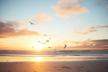 silhouette of gulls at sunset on beach horizon