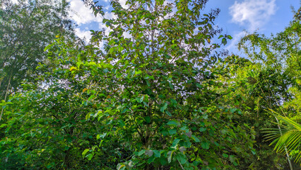 green leaves from teak trees, teak forests