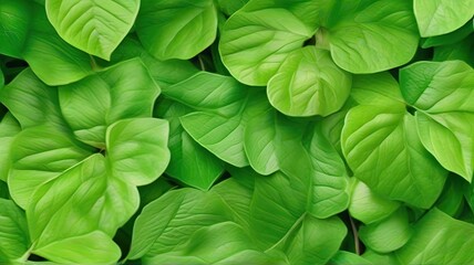 A Close-up of Vibrant Green Leaves in a Garden, a Captivating Cover Page for a Spring-Themed Background, Radiating Ecological Wallpaper Charm.