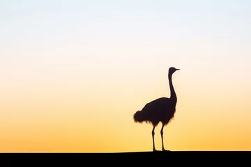 Fotobehang lone ostrich silhouette on hill at dawn © Alfazet Chronicles