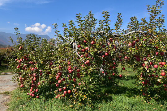 松川のリンゴ狩り果樹園のリンゴの木