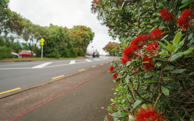 Pohutukawa trees in bloom in summer. Fallen Pohutukawa petals on pedestrian walkway. Auckland.