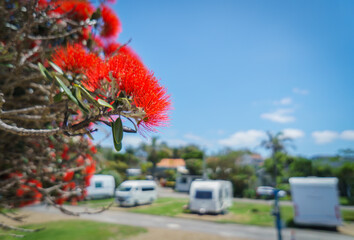 Takapuna beach in summer. Pohutukawa trees in full bloom. Unrecognizable campervans in the...