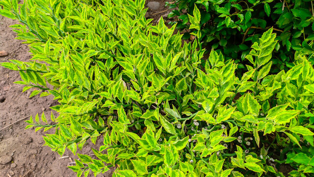 Zig Zag Devil's Backbone Pedilanthus tithymaloides ornamental plant