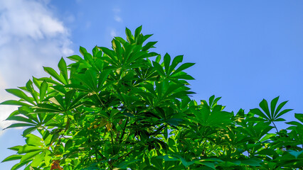 green cassava leaf blue sky background