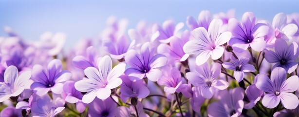Crocus Spring violet purple tone flowers outdoors banner background
