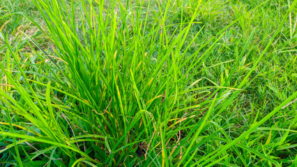 green wild alang grass