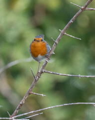 The european robin on the branch