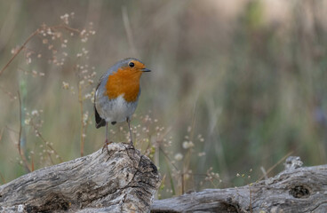 The european robin on the trunk	
