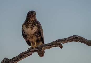 Common buzzard in the pine forest perched on a tree trunk	
