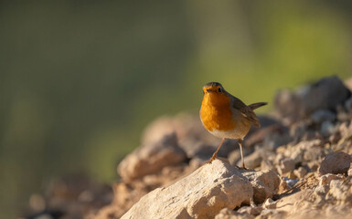 The european robin on the ground
