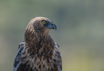 Obraz premium western marsh harrier portrait 