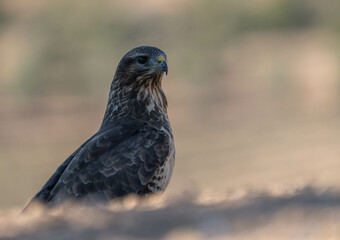 Common buzzard in the pine forest portrait
