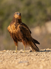 western marsh harrier on the ground	