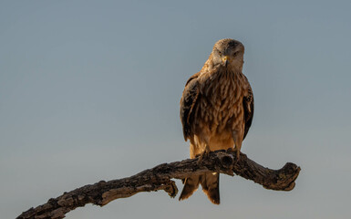 red kite on the branch	