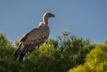 griffon vulture perched on a branch of pine tree