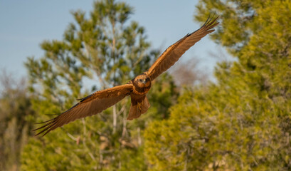 western marsh harrier in flight