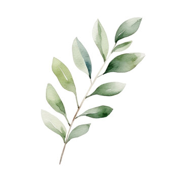Watercolor illustration of a green leaves brunch isolated on background. PNG transparent background. © yelosole