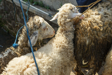 Sheeps for sale at traditional animal market Pasar Pon in Semarang, Indonesia