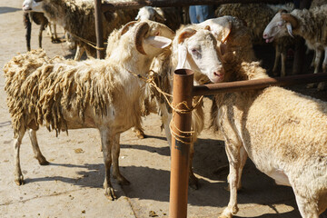 Sheeps for sale at traditional animal market Pasar Pon in Semarang, Indonesia
