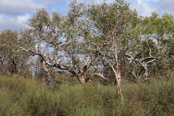 bushland landscape in australia with scrub and eucalyptus trees