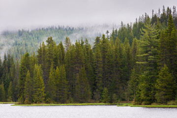 Thick Green Forest at The Mount Hood National Forest