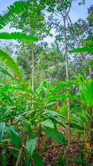 portrait of green plants and trees