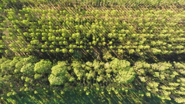 Treetops Of A Dense Spruce Forest Near Santa Comba, A Coruna, Spain. Aerial Topdown Shot 