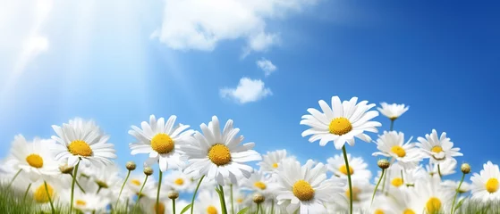 Fotobehang Green grass and daisies in the meadow against the blue sky. Spring or summer nature with blooming white daisies in the sun's glare. Soft focus. © Irina Sharnina