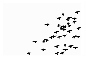 Birds flying with a natural distribution. Vector images. White background. 