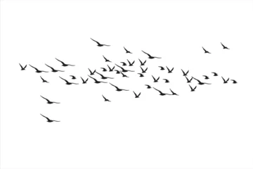 Fotobehang Birds flying with a natural distribution. Vector images. White background.  © serkanmutan