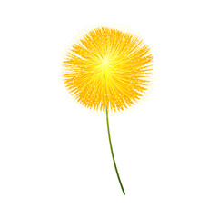 Vector yellow allium flower on white background
