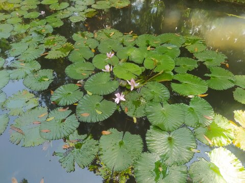 lotus flowers on the water of the fish pond