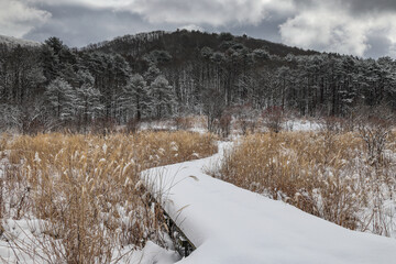 雪原の木道
