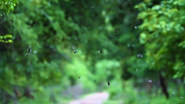Beautiful flying batterfly