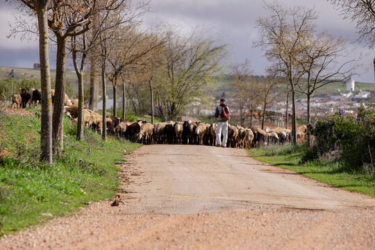 pastor con su reba&ntilde;o, Campo de Criptana, provincia de Ciudad Real, Castilla-La Mancha, Spain