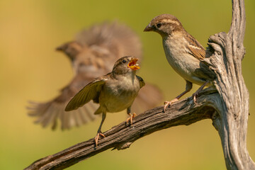 Juvenile House Sparrow (Passer domesticus) begs for food. Overijssel in the Netherlands.       