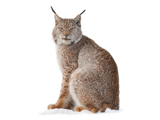 Carpathian lynx sitting on the snow isolated on a white background