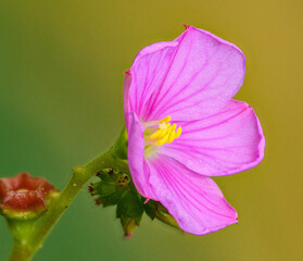 Fototapeta na wymiar small pink exotic flower detail