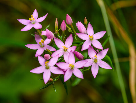 pink flowers of common (or European) centaury (Centaurium erythraea)