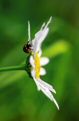 Ladybug On An Orange Flower.Insects on flowers in the field.