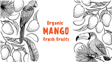 Ripe mango, parrot, toucan bird sketch. Hand drawn vector illustration. Tropical fruit. Packaging design, menu design, juice packaging. Mango frame. © DiViArts