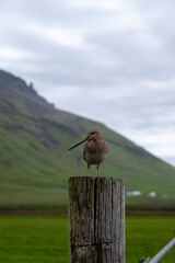 bird on a fence