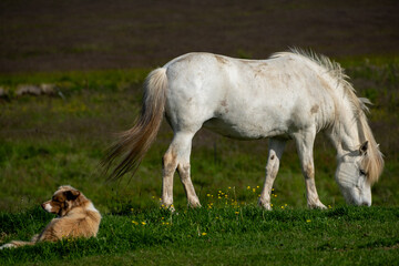 Obraz na płótnie Canvas horse and dog