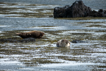 seals in the bay