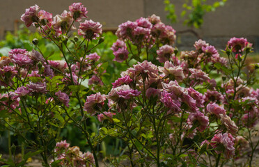 Obraz premium Pink roses bloom